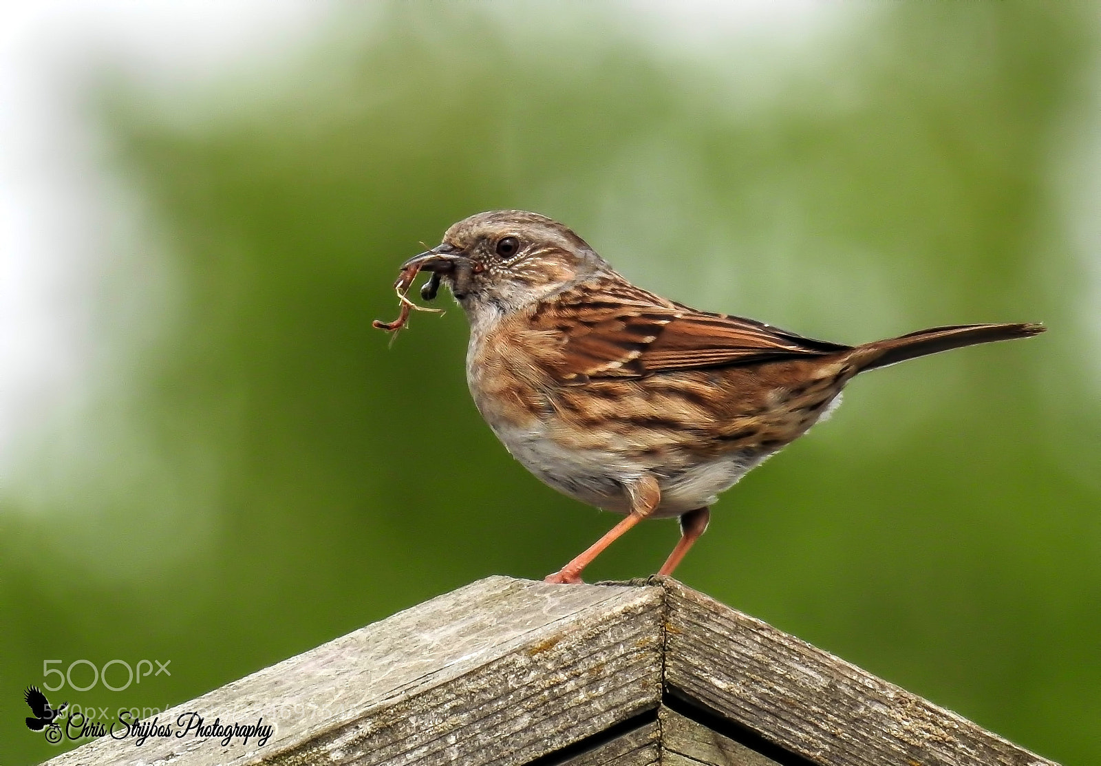 Nikon Coolpix P900 sample photo. Dunnock photography