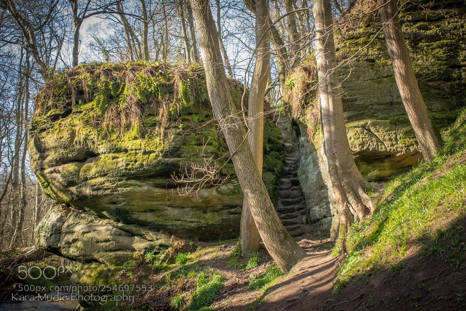Nikon D5300 sample photo. Druid den photography