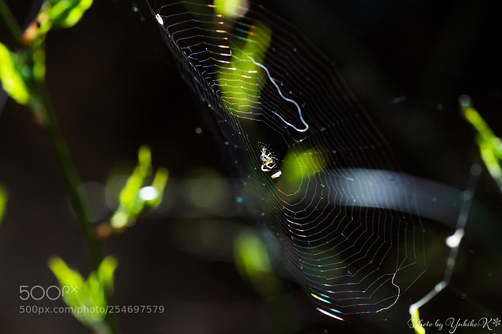 Pentax K-S2 sample photo. The spider's thread shines. photography