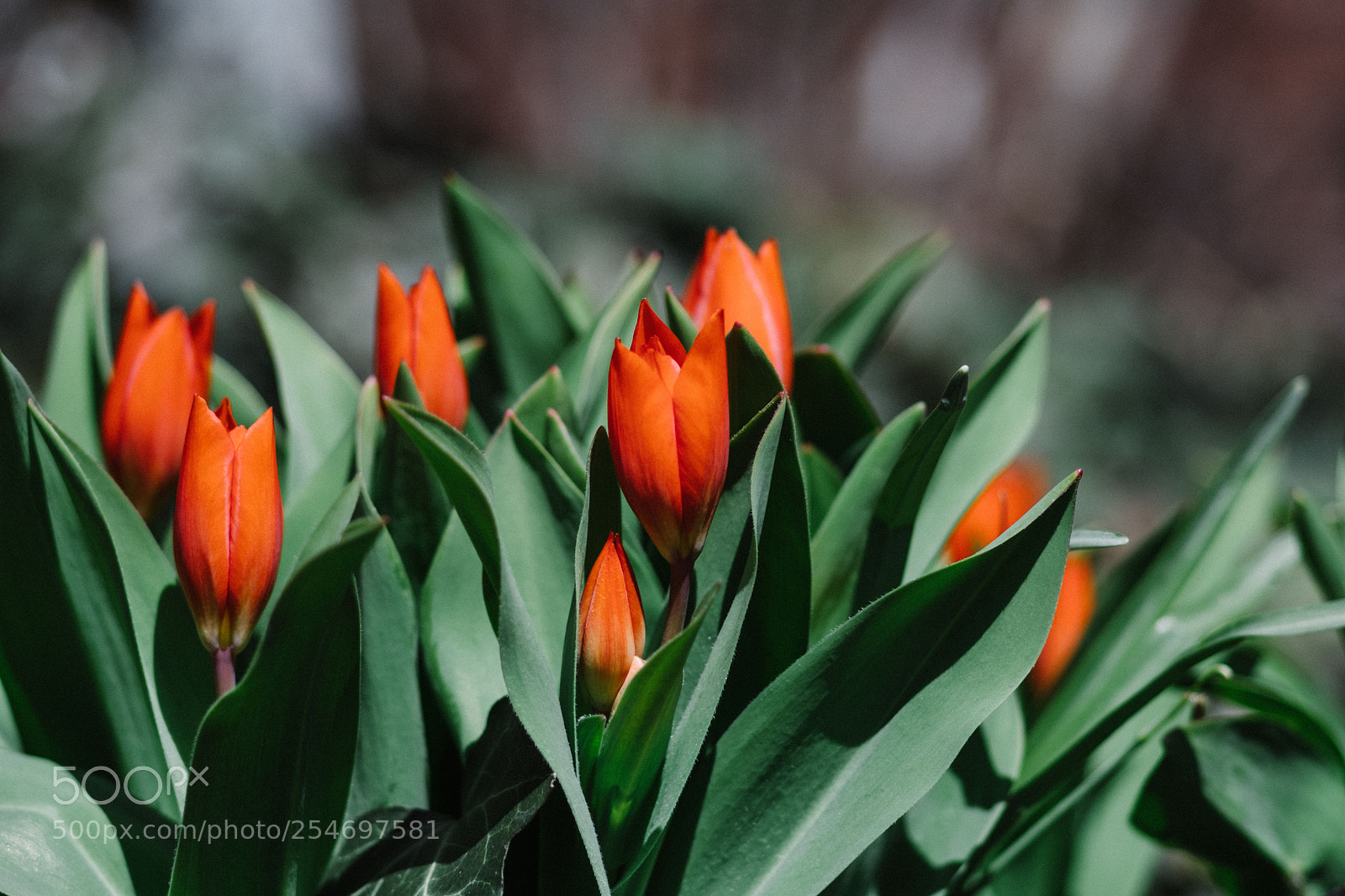 Fujifilm X-T20 sample photo. Spring has sprung photography