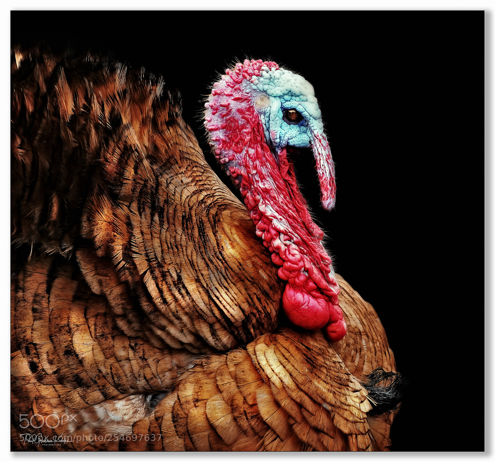 Fujifilm X-H1 sample photo. Elephant turkey!!!! .... photography