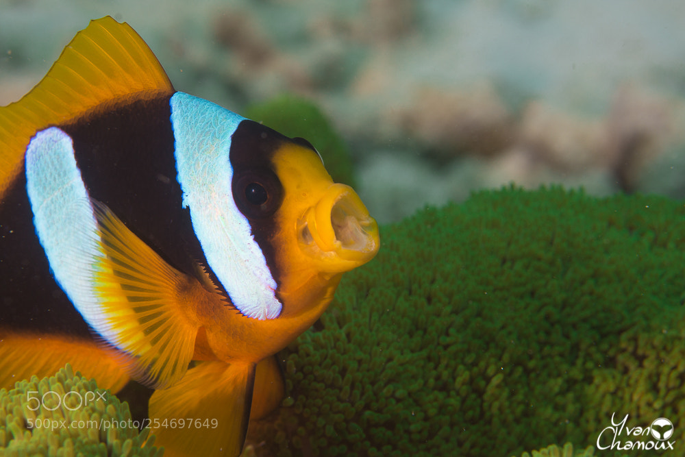 Nikon D7200 sample photo. Clownfish photography