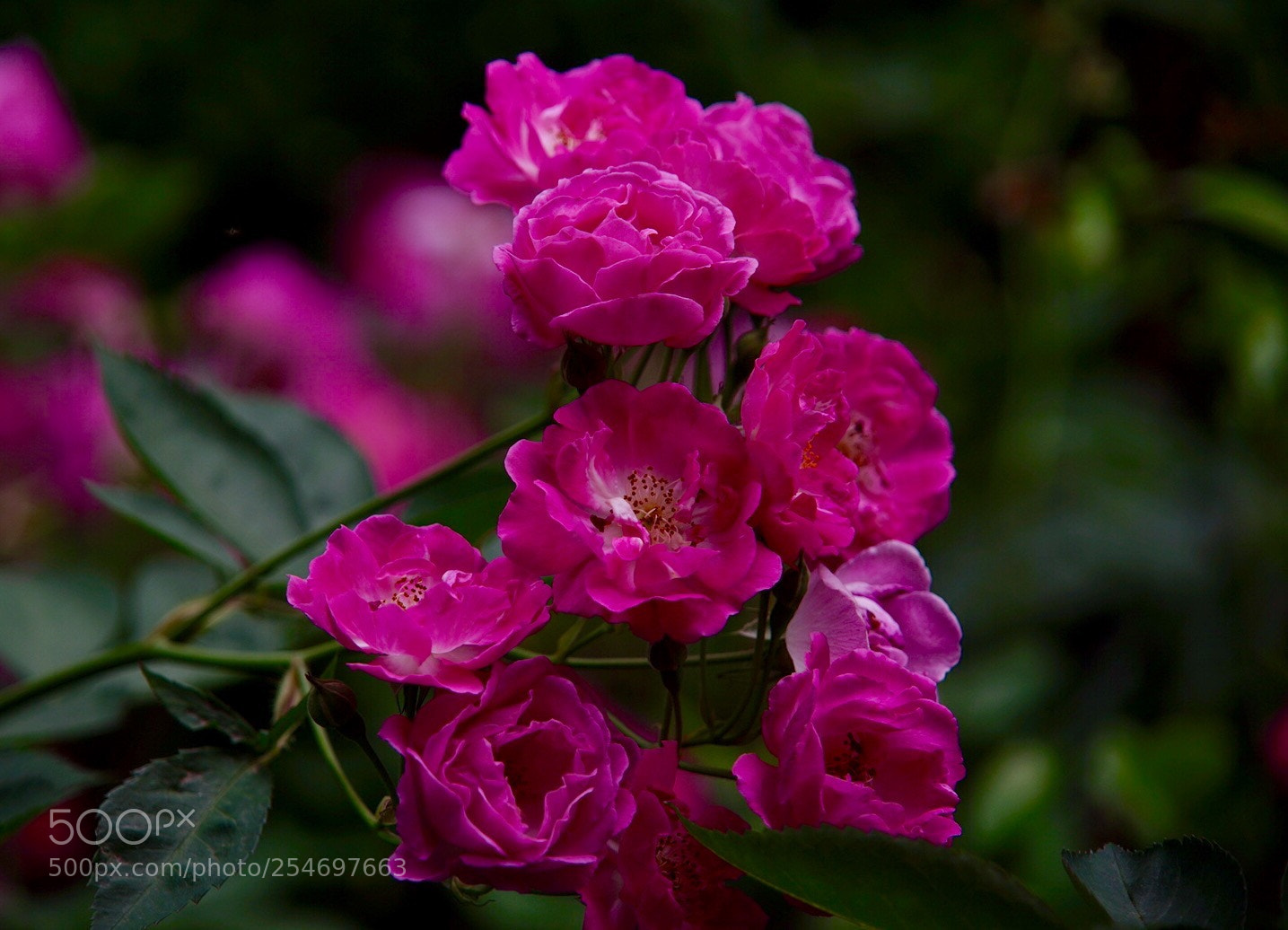 Sony a7 II sample photo. 花团锦簇 photography