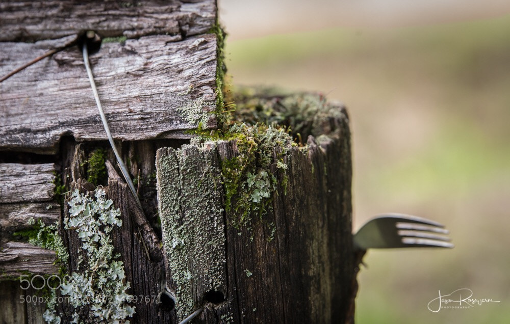 Canon EOS 6D sample photo. ‘fork n old fence’ photography