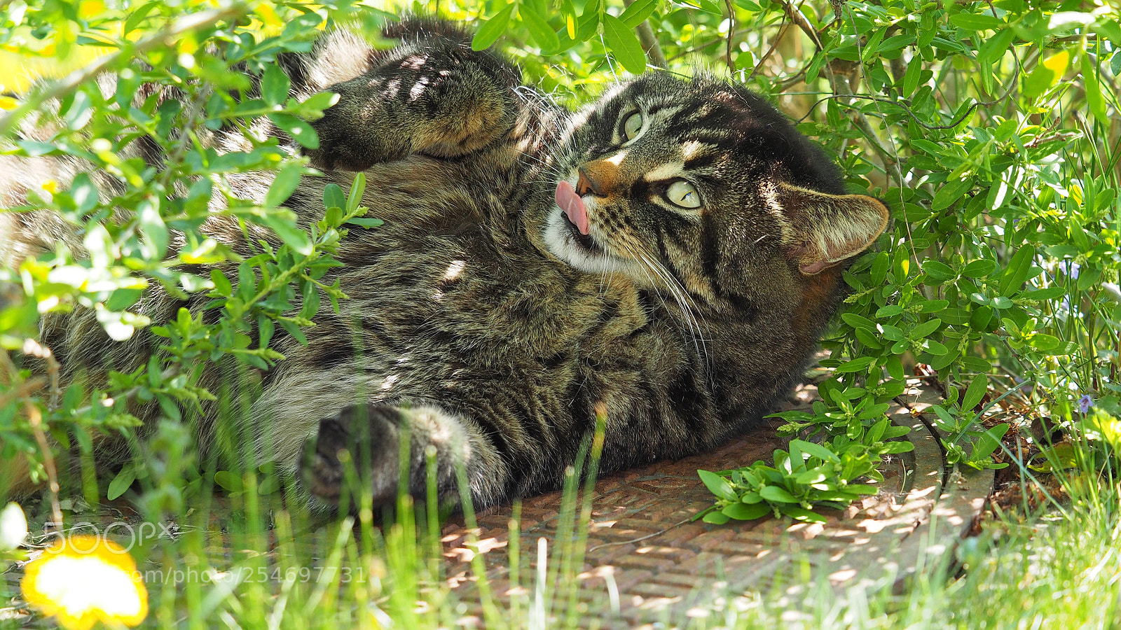 Olympus OM-D E-M1 sample photo. Tigercat photography