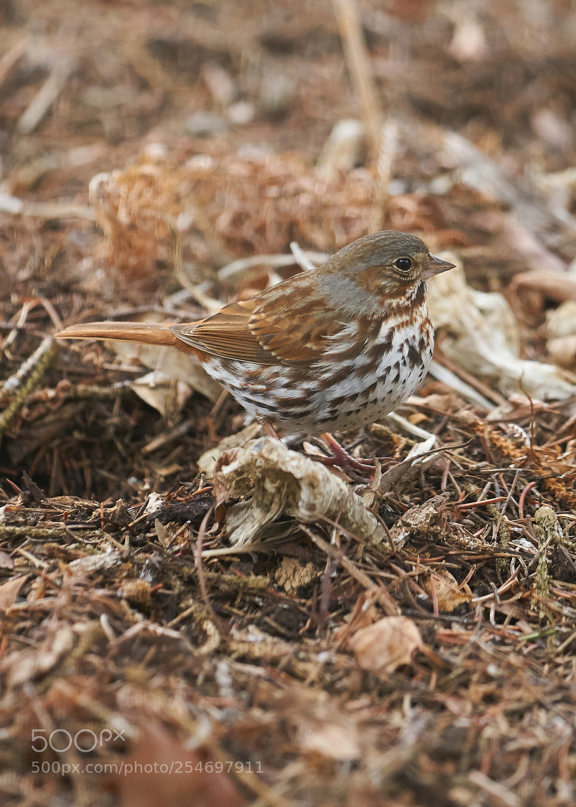 Sony a7R II sample photo. Fox sparrow photography