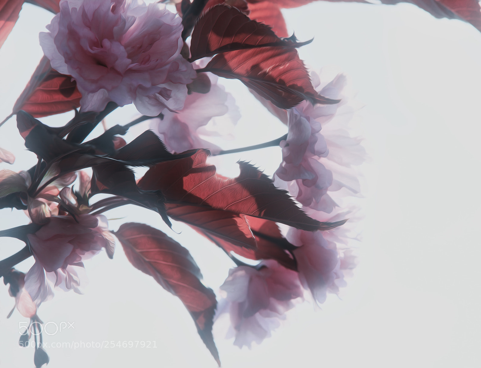 Canon EOS 5D Mark IV sample photo. Kirschblüte photography