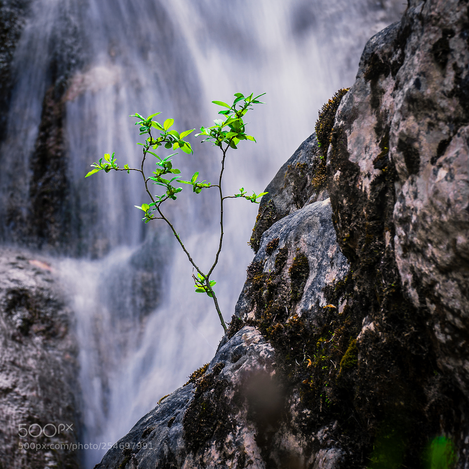 Sony a7 III sample photo. Lonely small tree photography