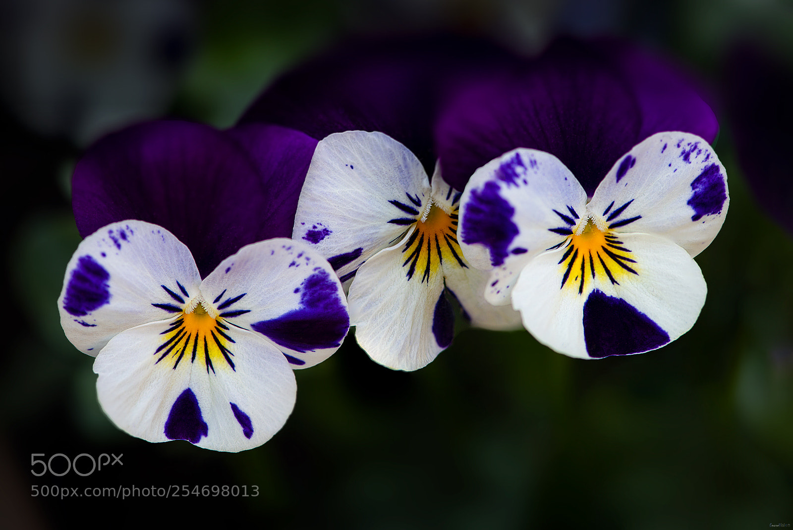 Nikon D850 sample photo. Viola flowers. photography