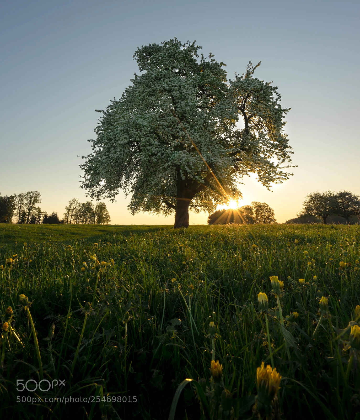 Sony a7R sample photo. Springtime photography