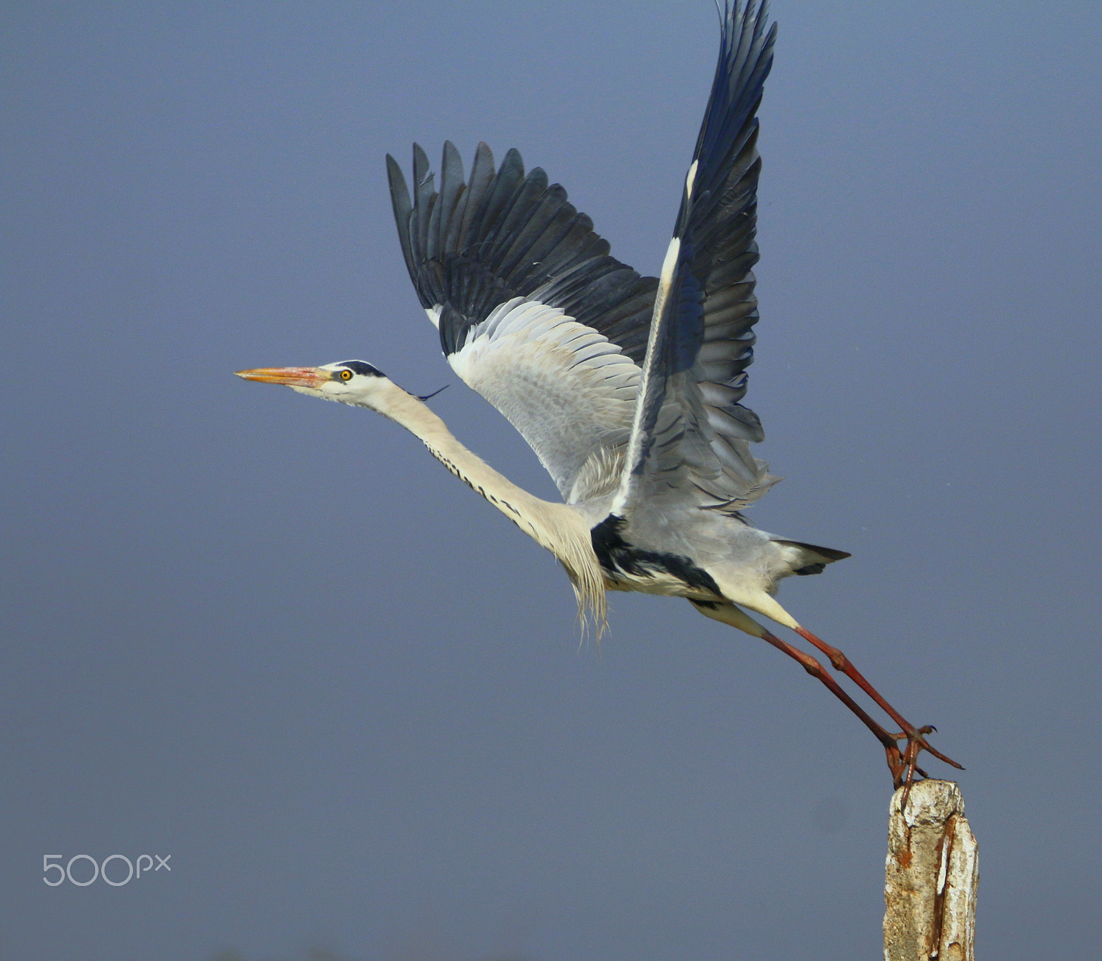 Canon EOS 70D sample photo. Take off photography