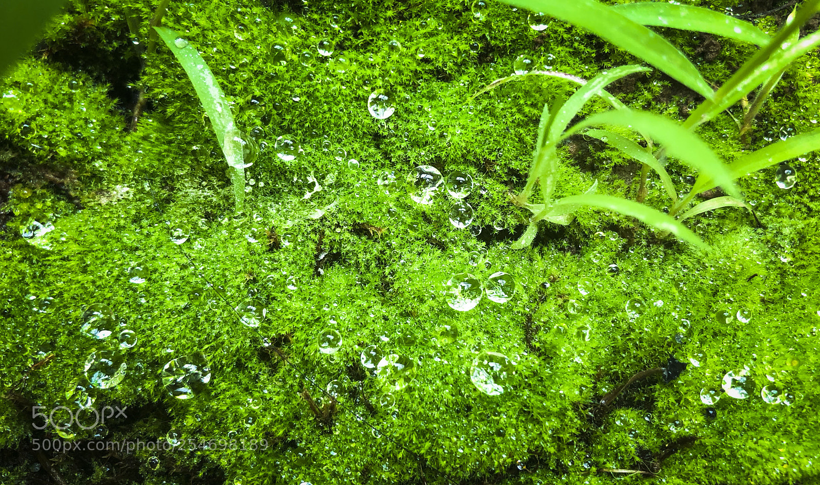Apple iPhone X sample photo. Green moss photography