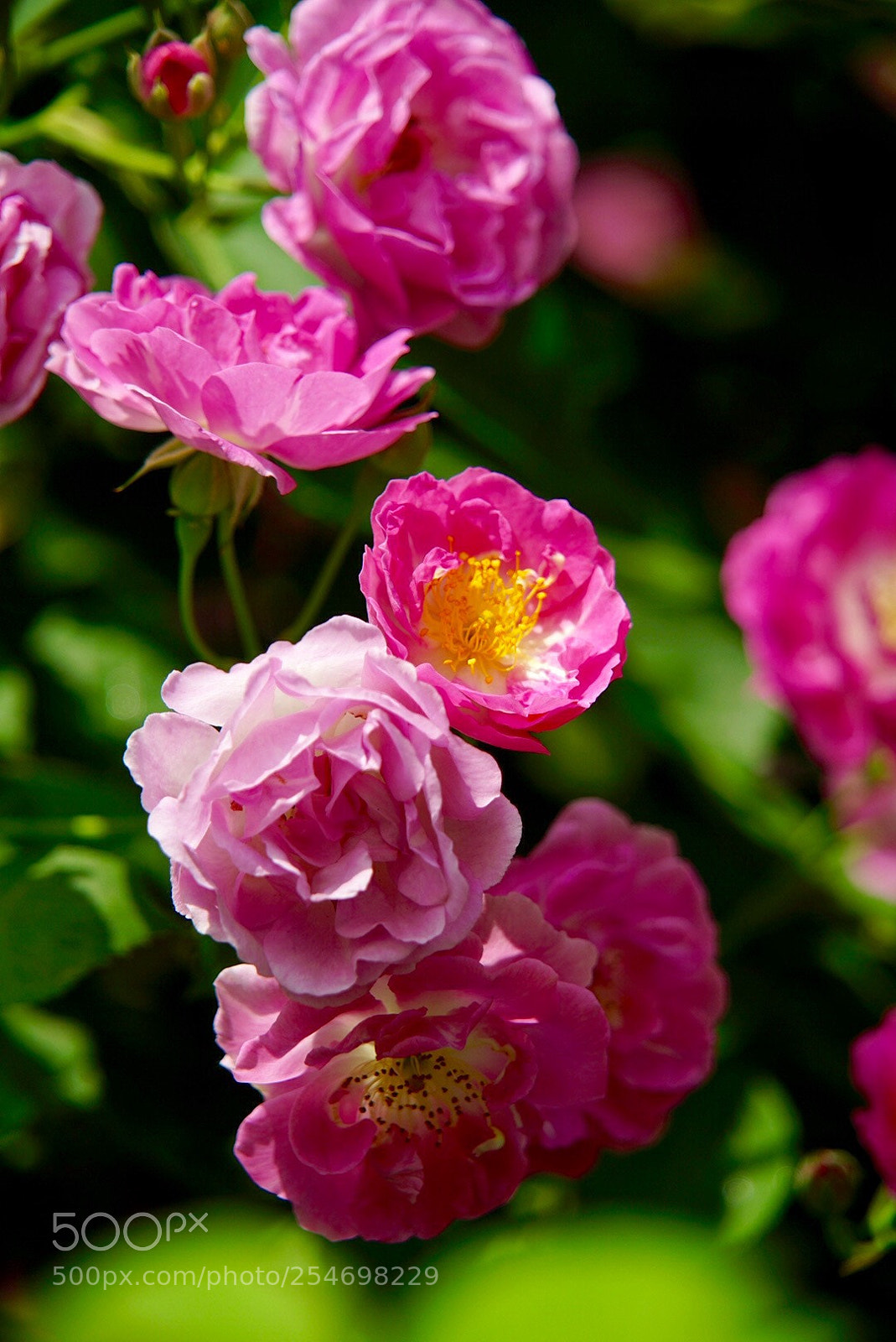 Sony a7 II sample photo. 争艳 photography