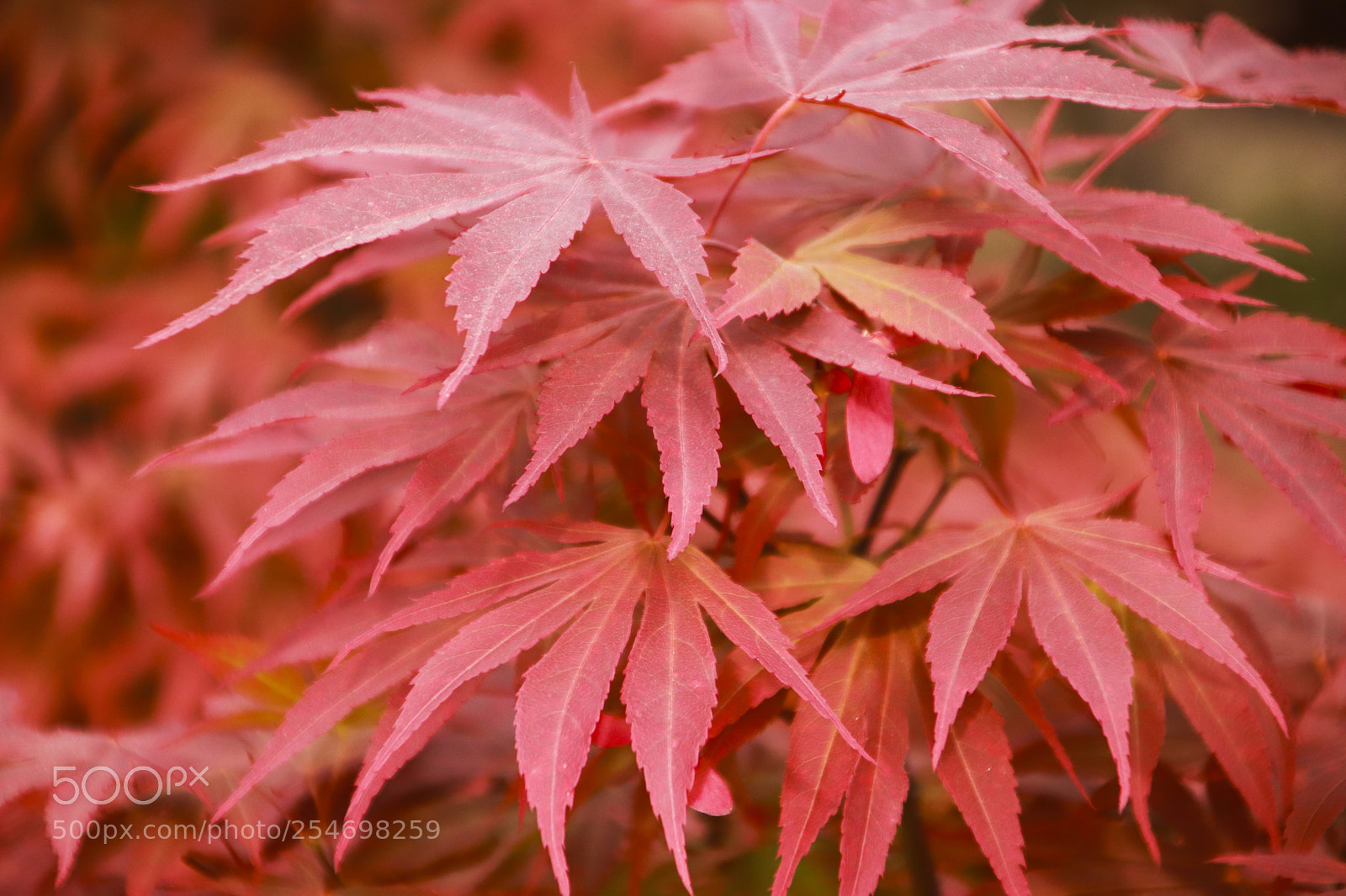 Canon EOS 77D (EOS 9000D / EOS 770D) sample photo. Red summer photography