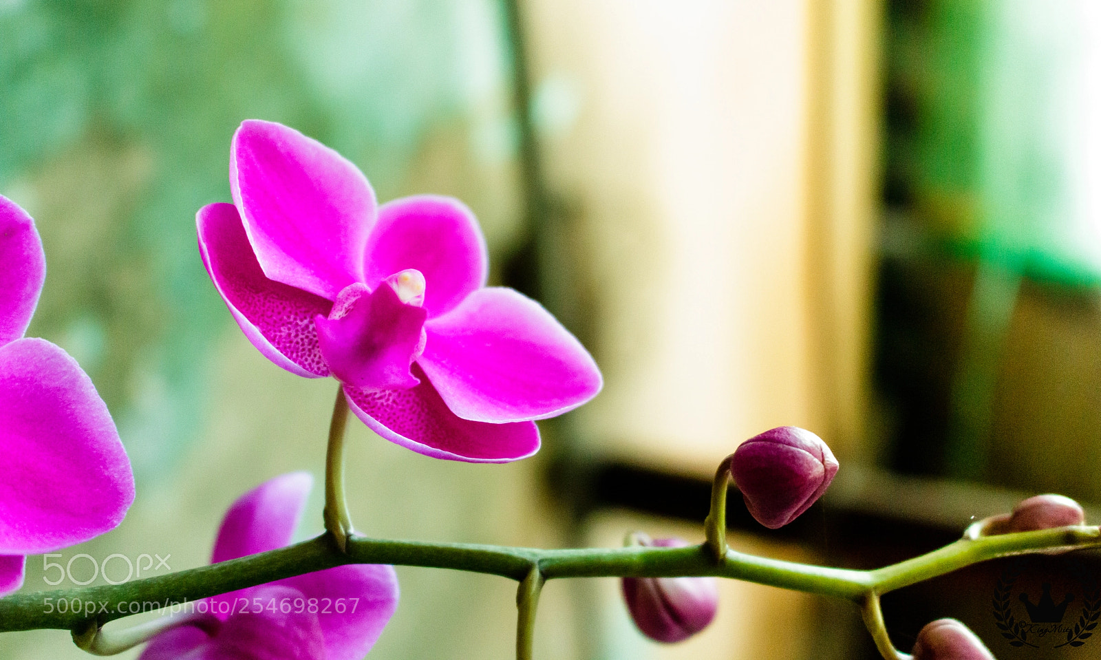 Canon EOS 750D (EOS Rebel T6i / EOS Kiss X8i) sample photo. Kingmit photography