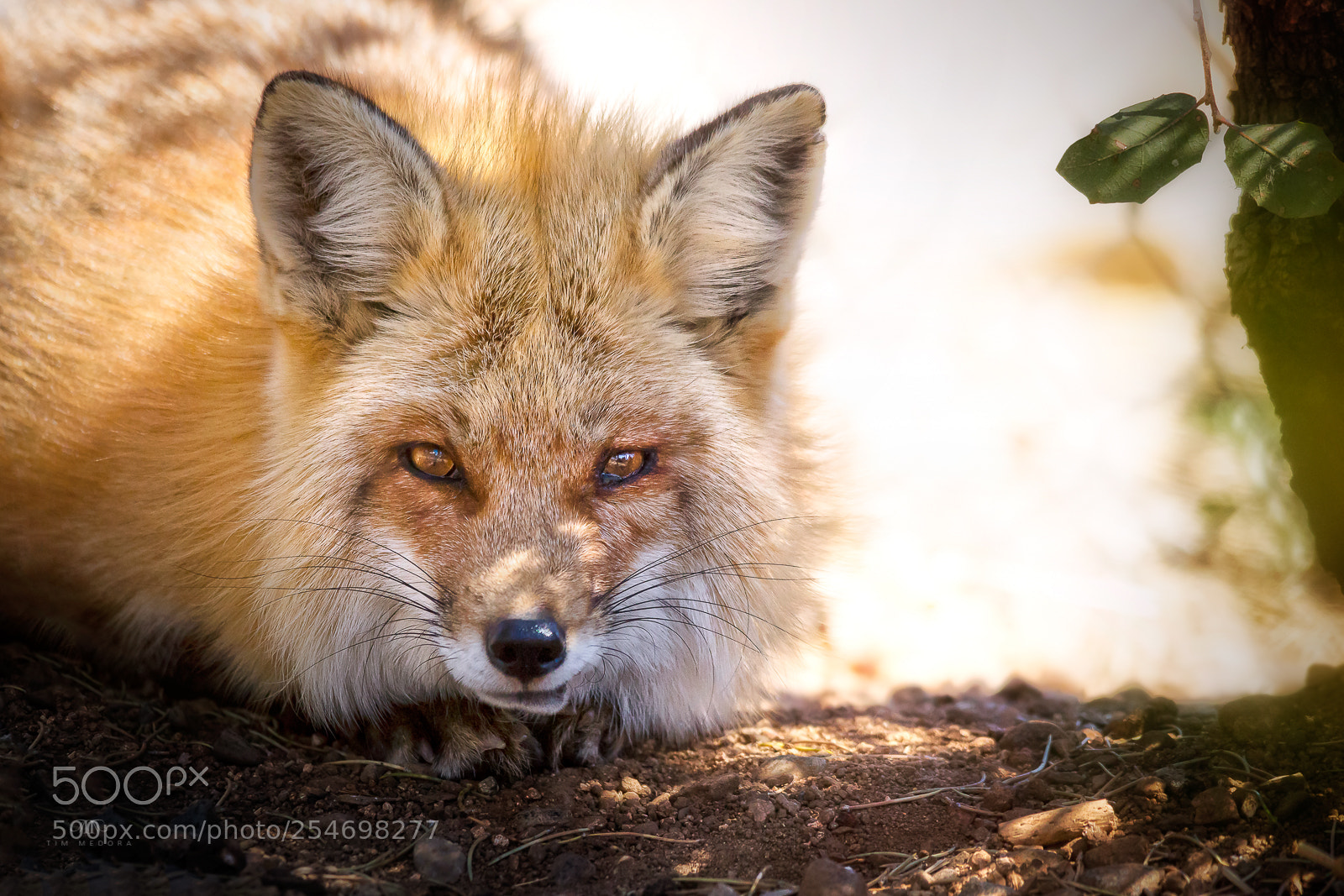 Canon EOS 6D sample photo. Red fox (vulpes vulpes) photography