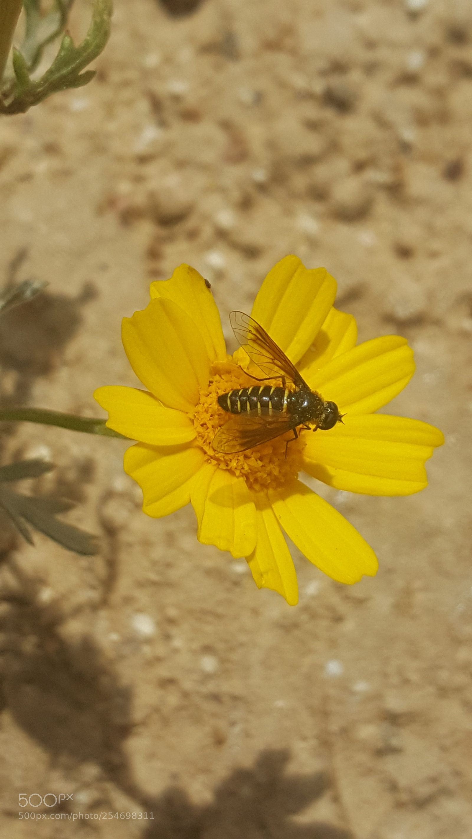 Samsung GALAXY S6 edge sample photo. Flower ?? photography