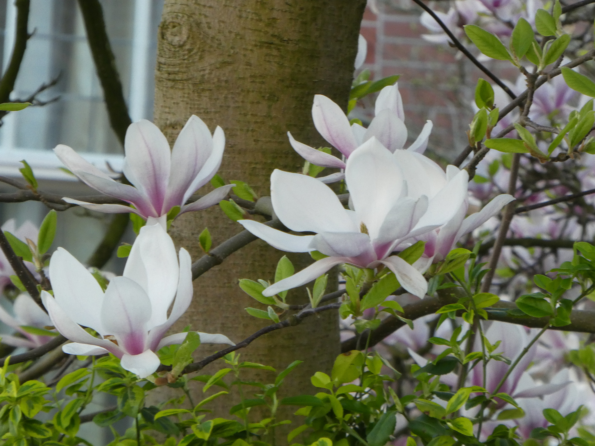 Panasonic Lumix DMC-ZS60 (Lumix DMC-TZ80) sample photo. P photography