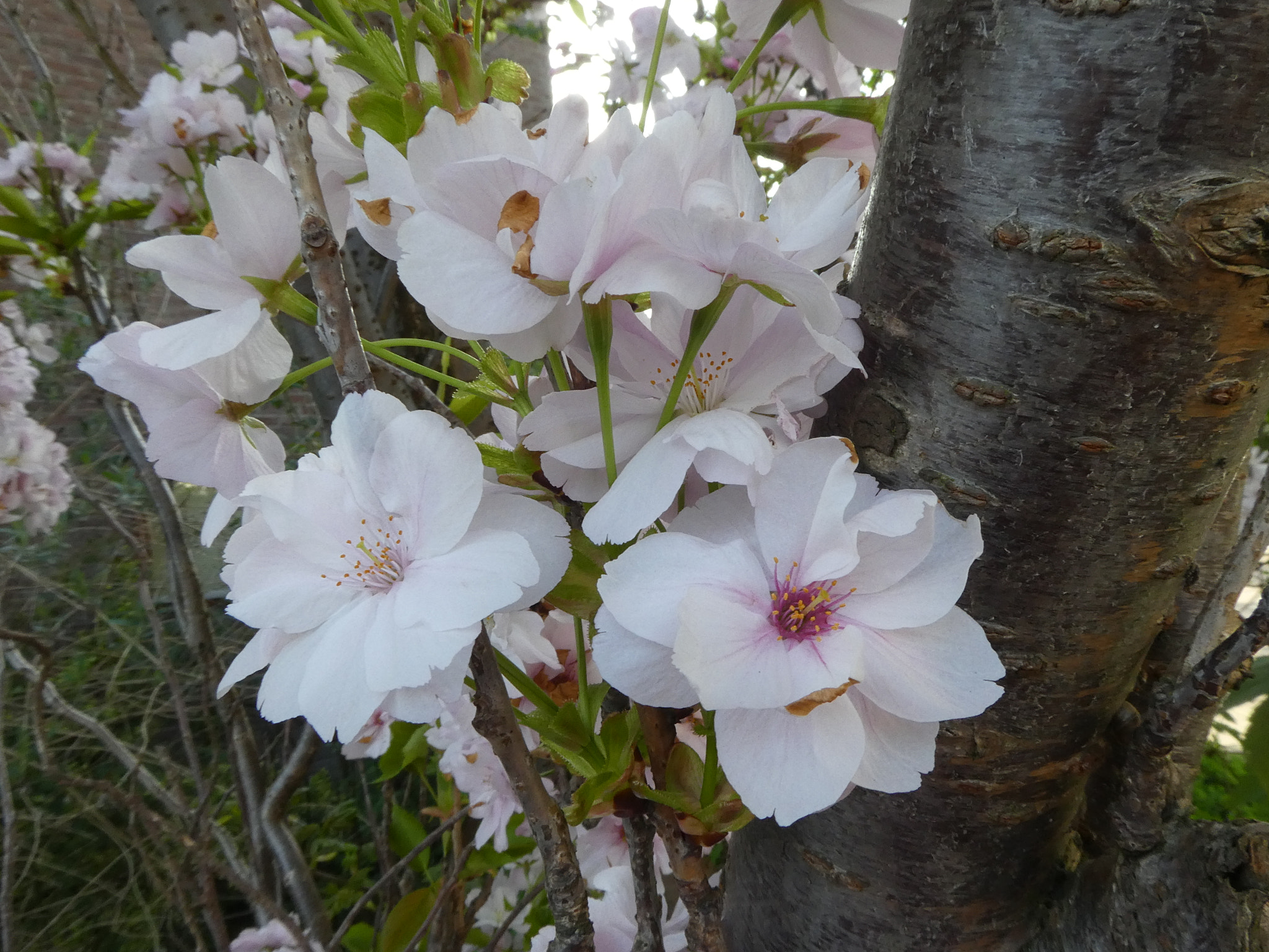 Panasonic Lumix DMC-ZS60 (Lumix DMC-TZ80) sample photo. P photography