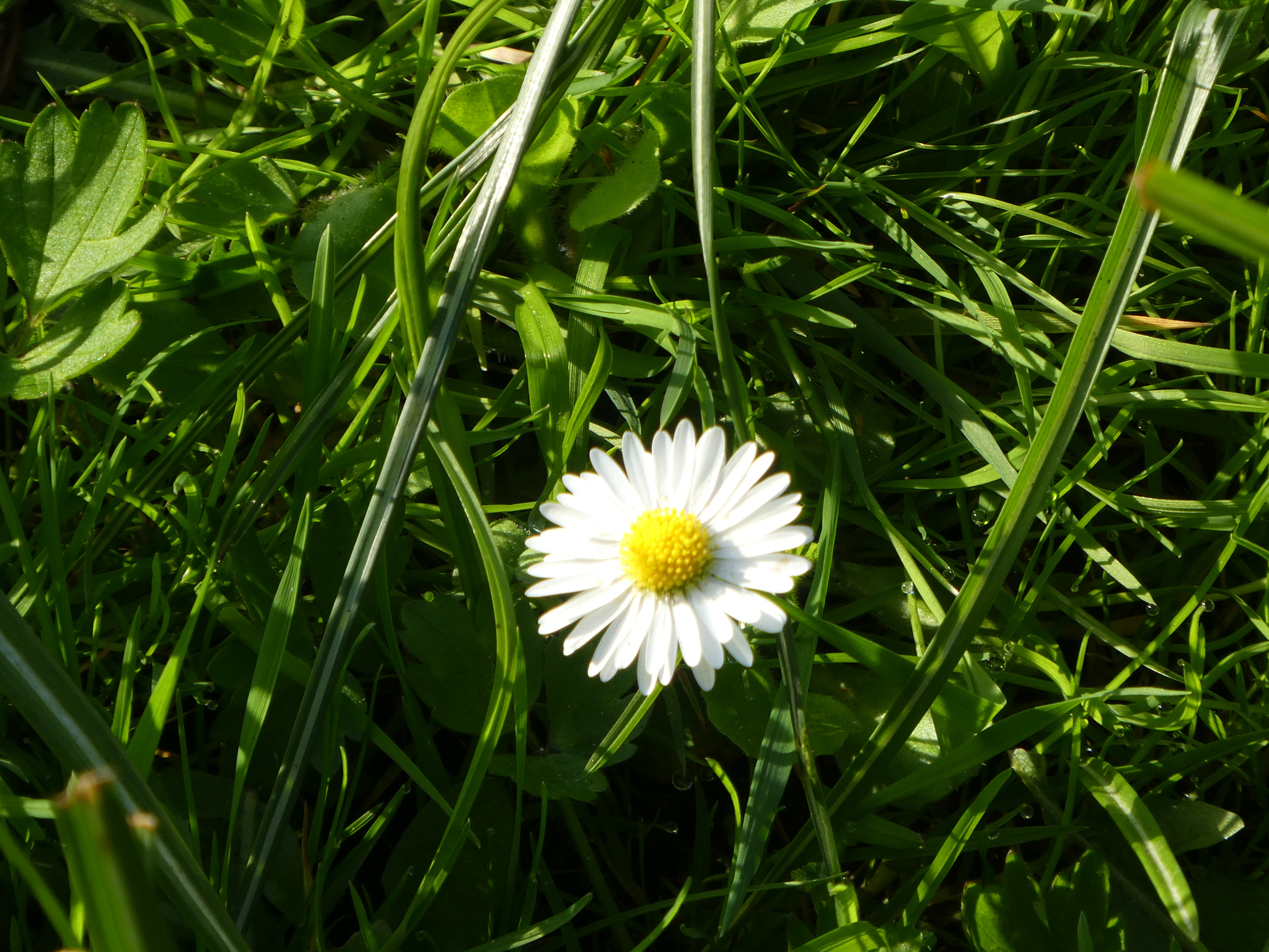 Panasonic Lumix DMC-ZS60 (Lumix DMC-TZ80) sample photo. P photography