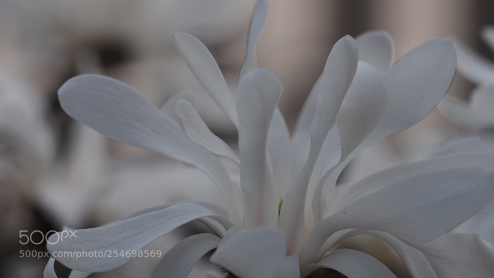Olympus OM-D E-M1 sample photo. White flower photography