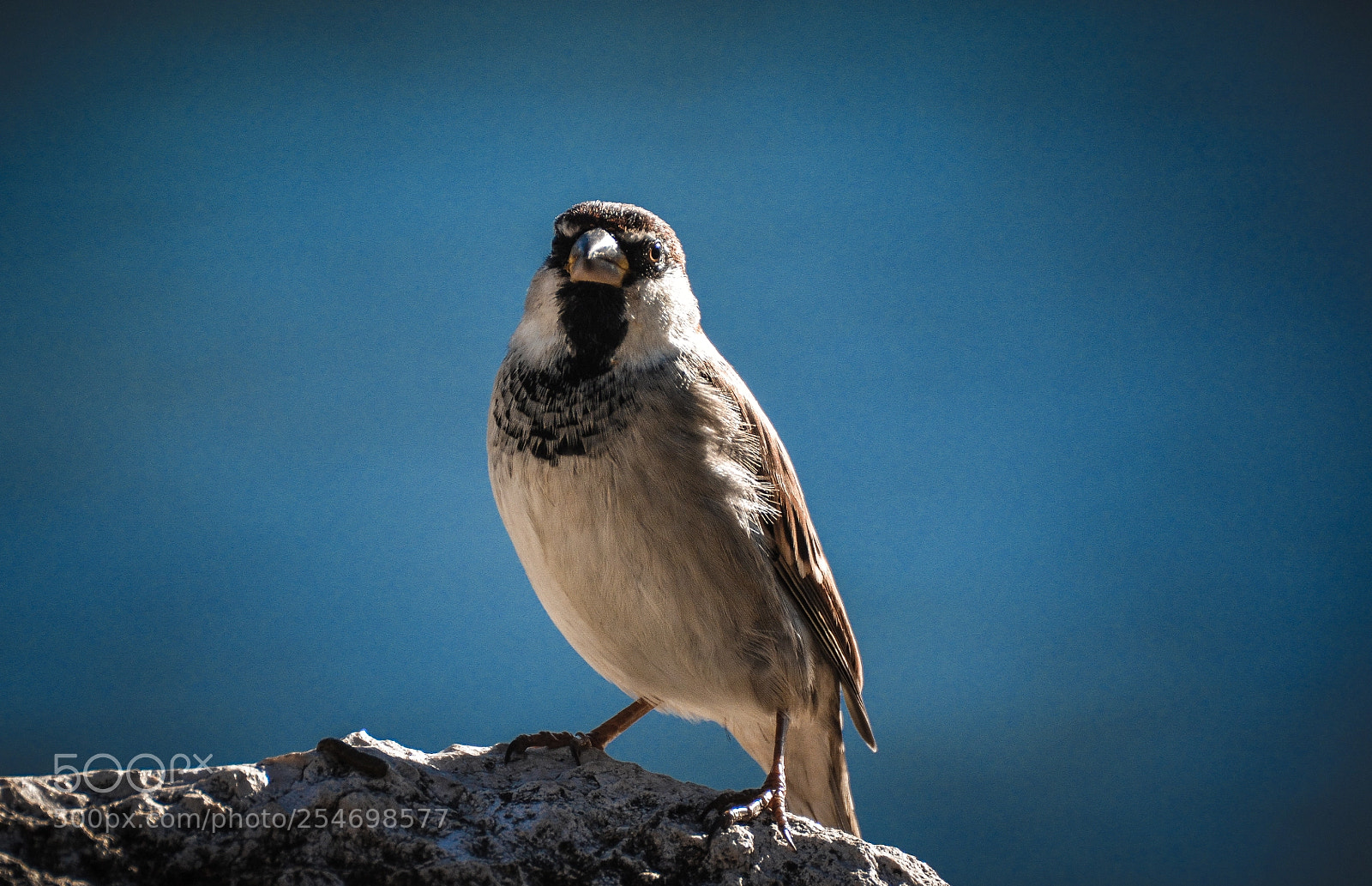Nikon D7100 sample photo. Bird photography
