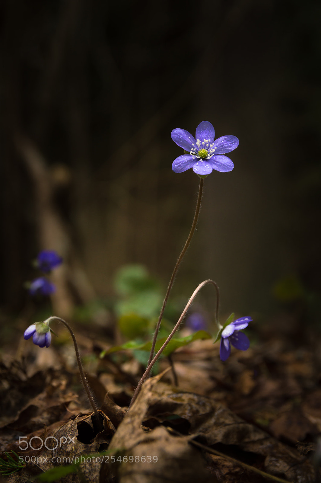 Nikon D3200 sample photo. Hepatica nobilis photography