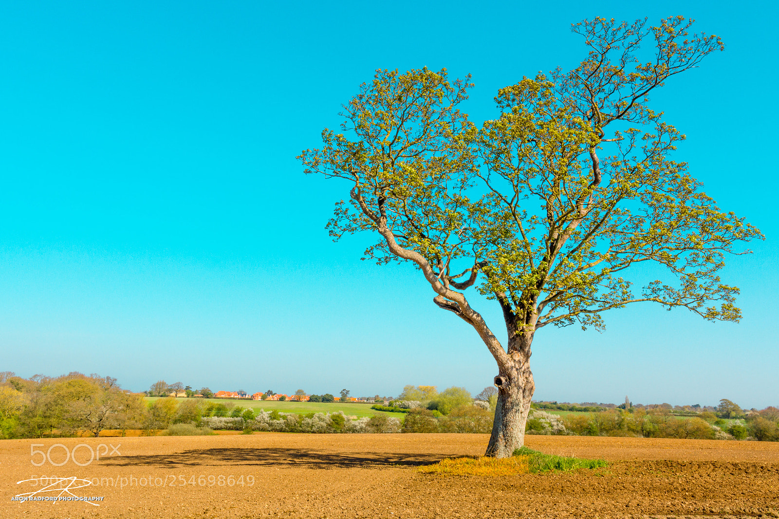 Nikon D7100 sample photo. The weeley lone tree photography