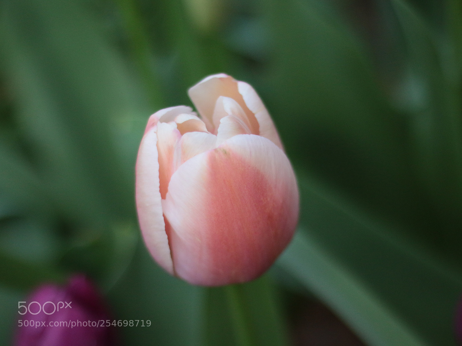 Canon EOS 70D + Canon EF 50mm F1.8 STM sample photo. Als de lente komt photography
