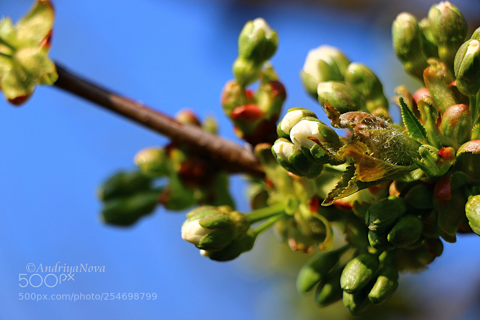 Canon EOS 70D sample photo. Рождение новой жизни photography