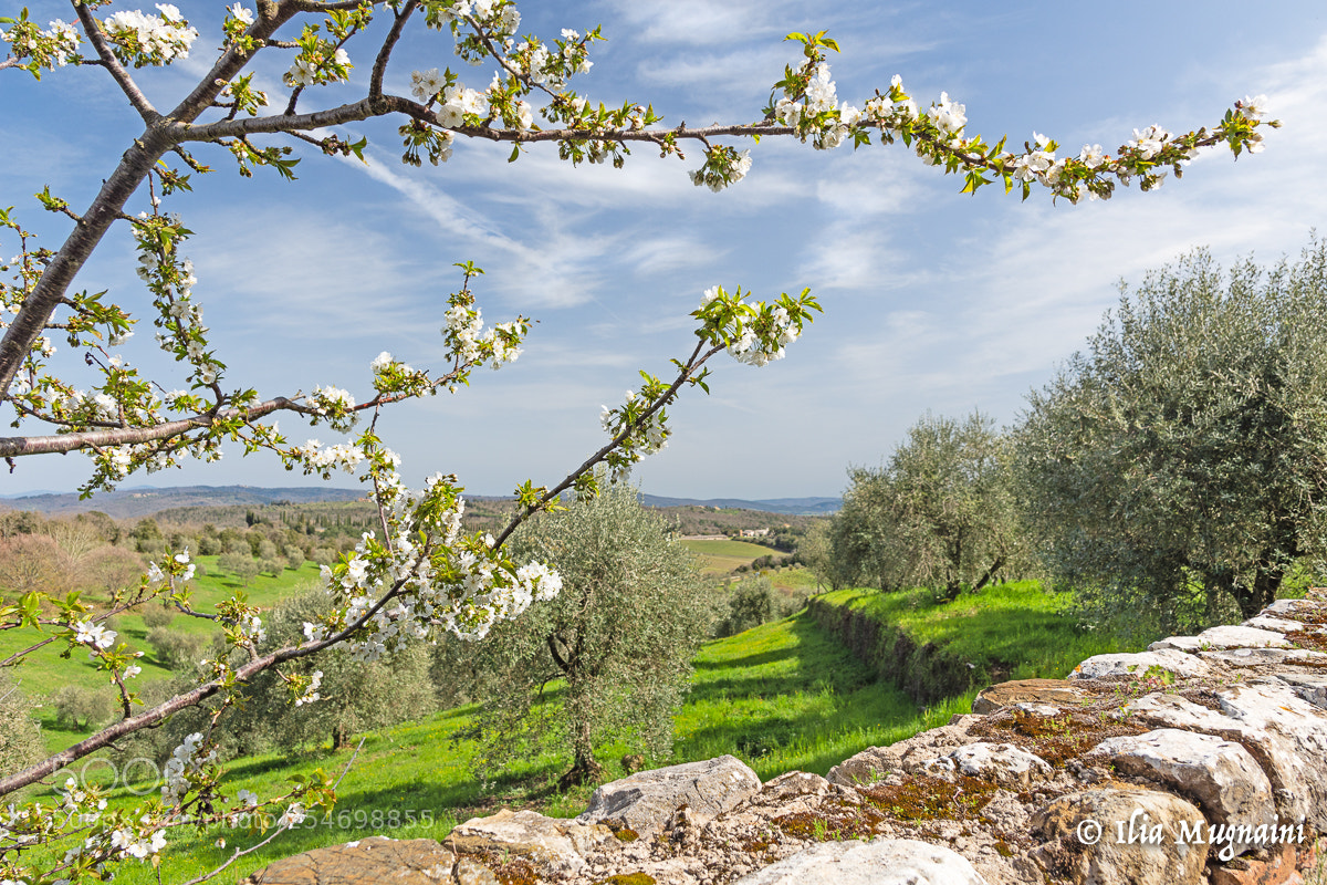 Nikon D7200 sample photo. It's spring photography