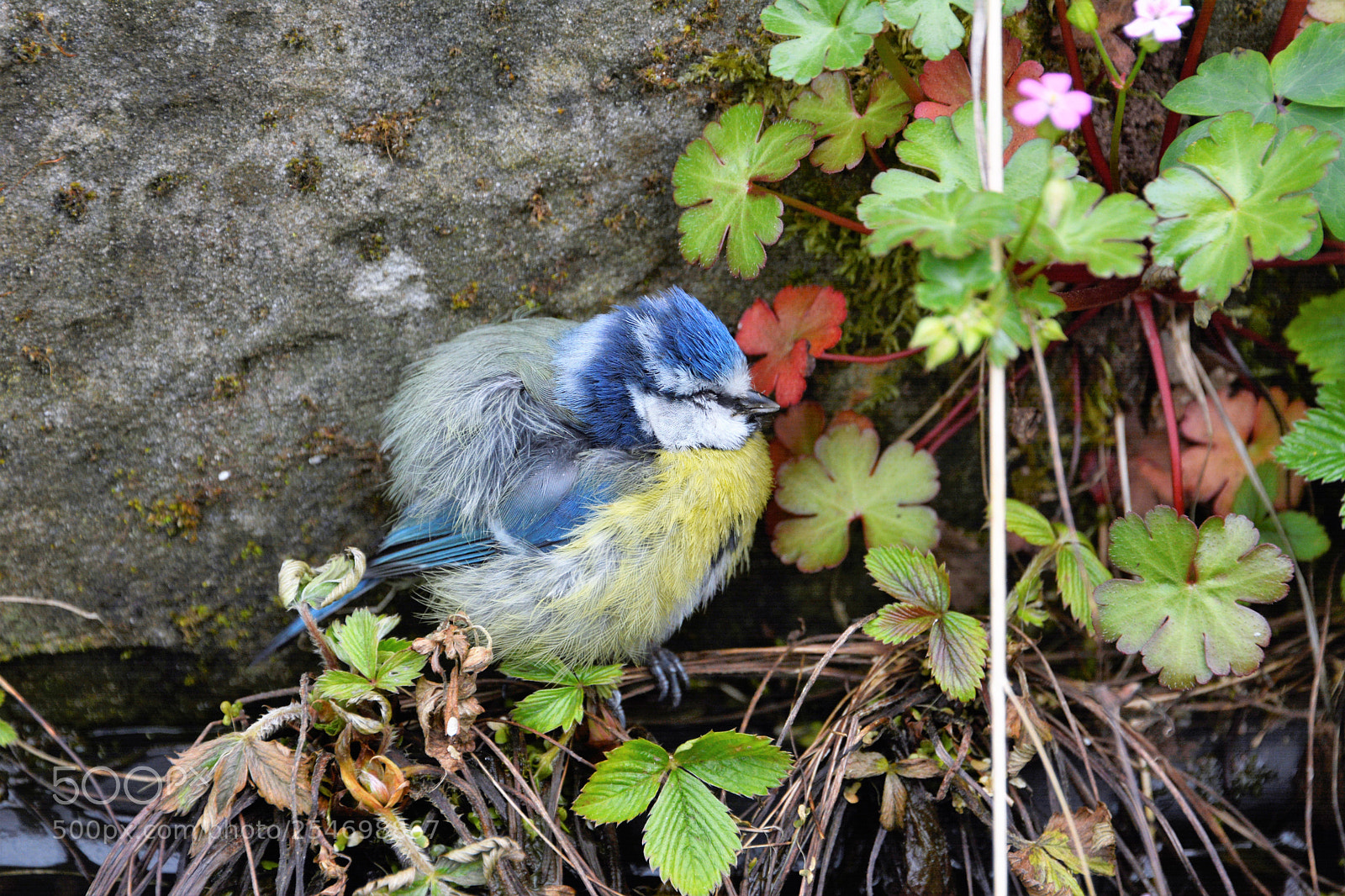 Nikon D7100 sample photo. Bluetit photography