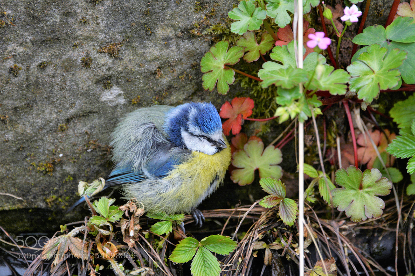 Nikon D7100 sample photo. Bluetit photography