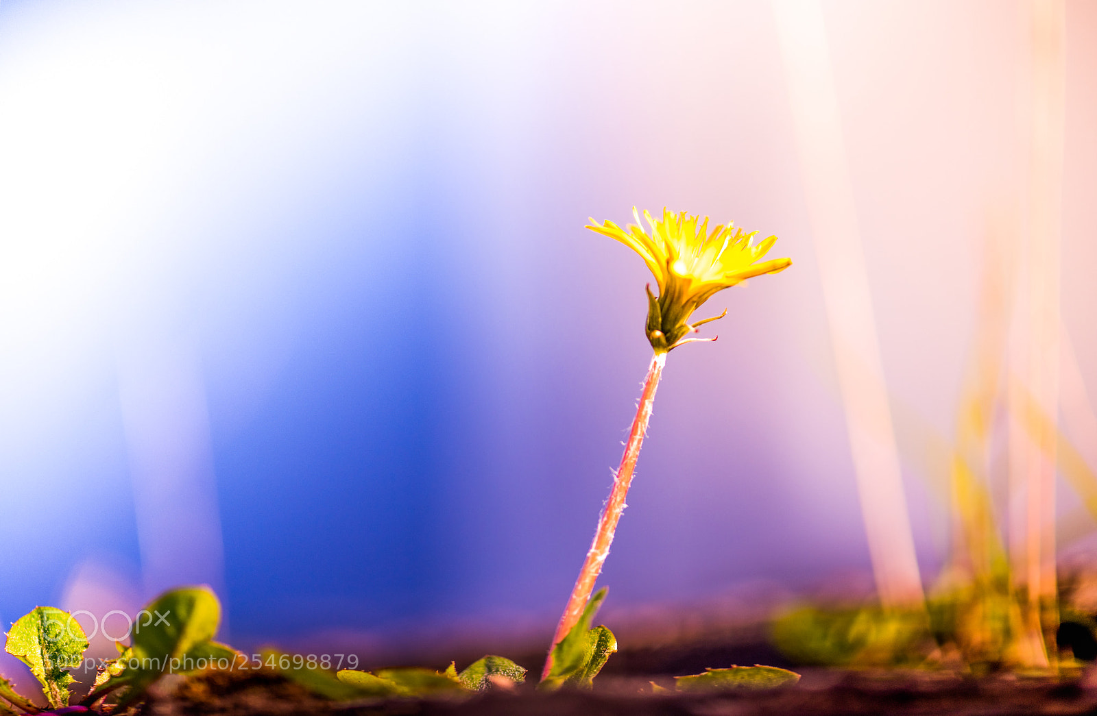 Nikon D850 sample photo. Single dandelion photography
