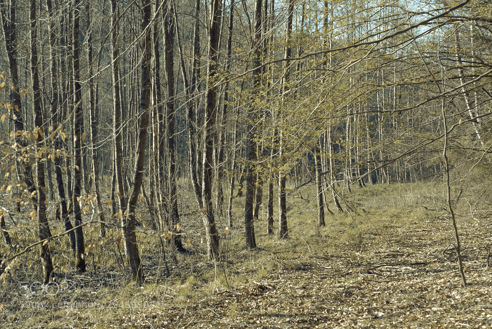 Nikon D7000 sample photo. Aquamarine forest photography