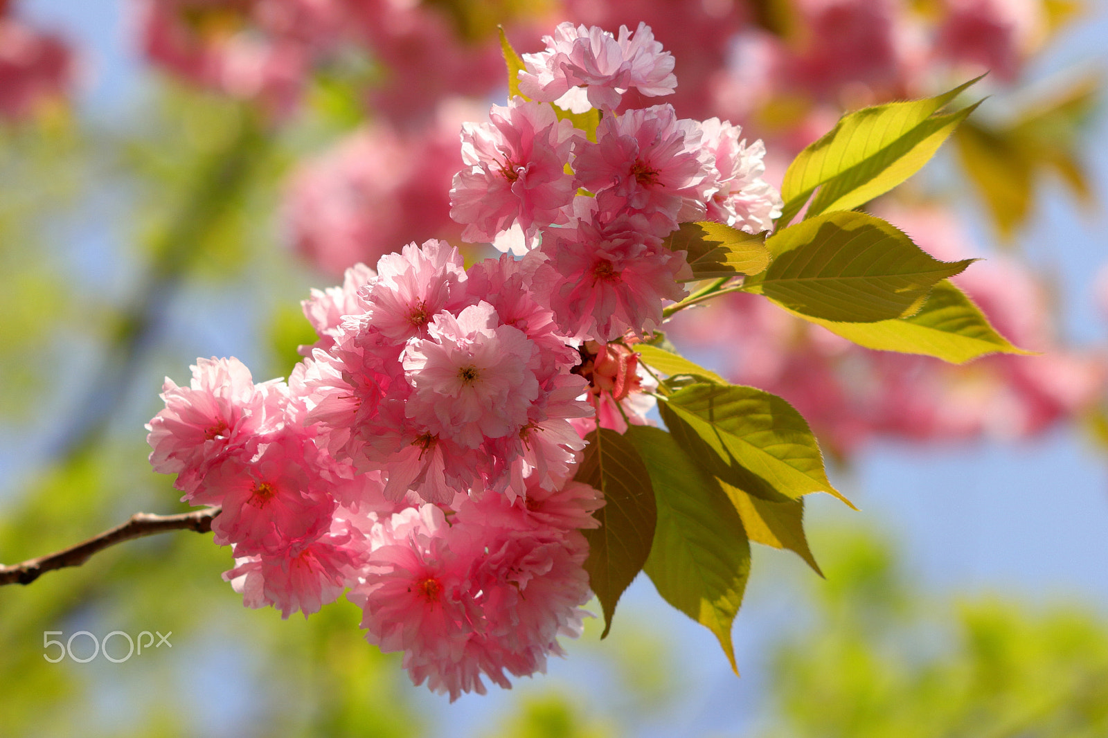 Canon EF 70-300 F4-5.6 IS II USM sample photo. Colors of spring (3) photography