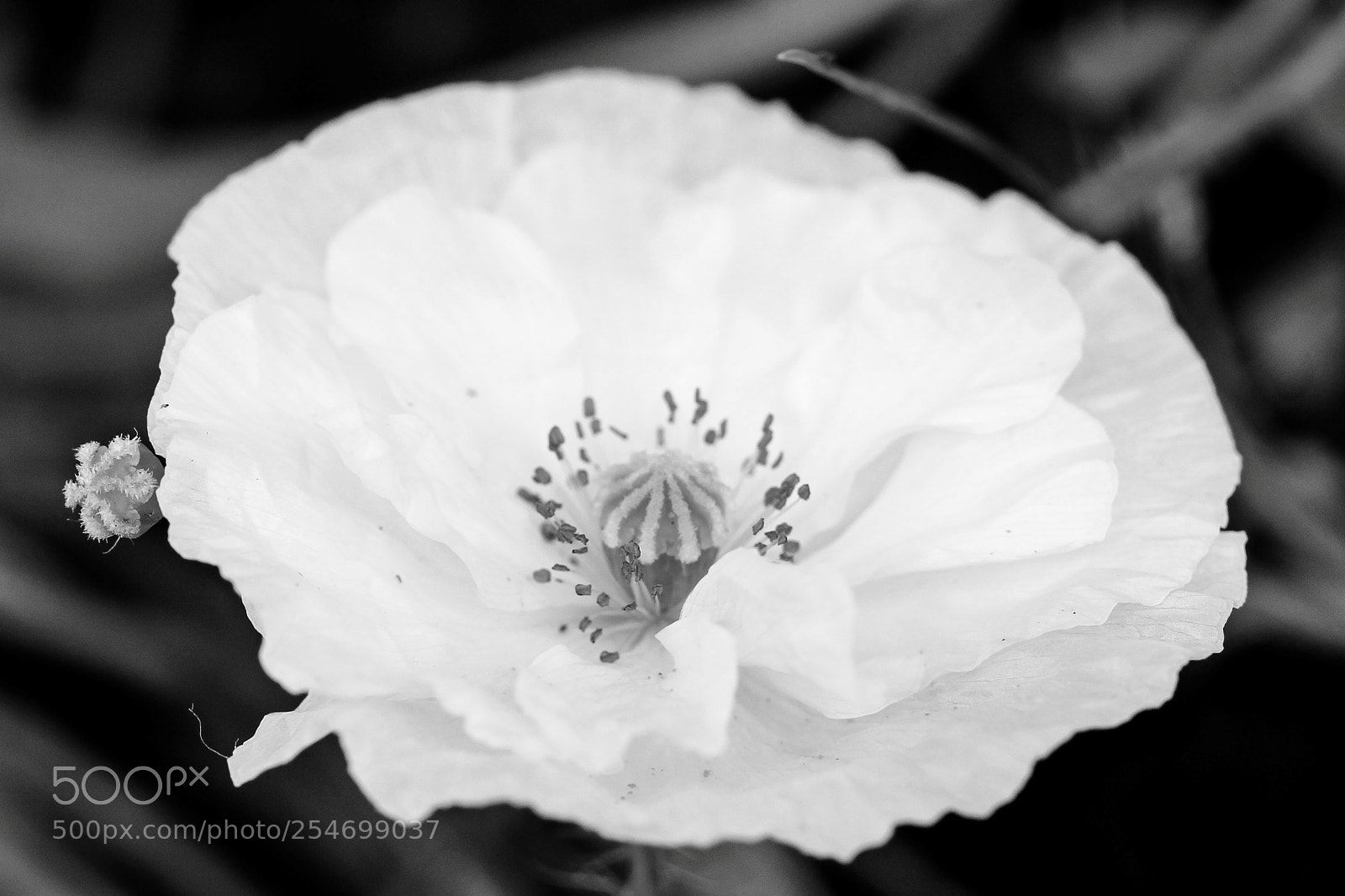 Canon EOS 600D (Rebel EOS T3i / EOS Kiss X5) sample photo. White poppy photography
