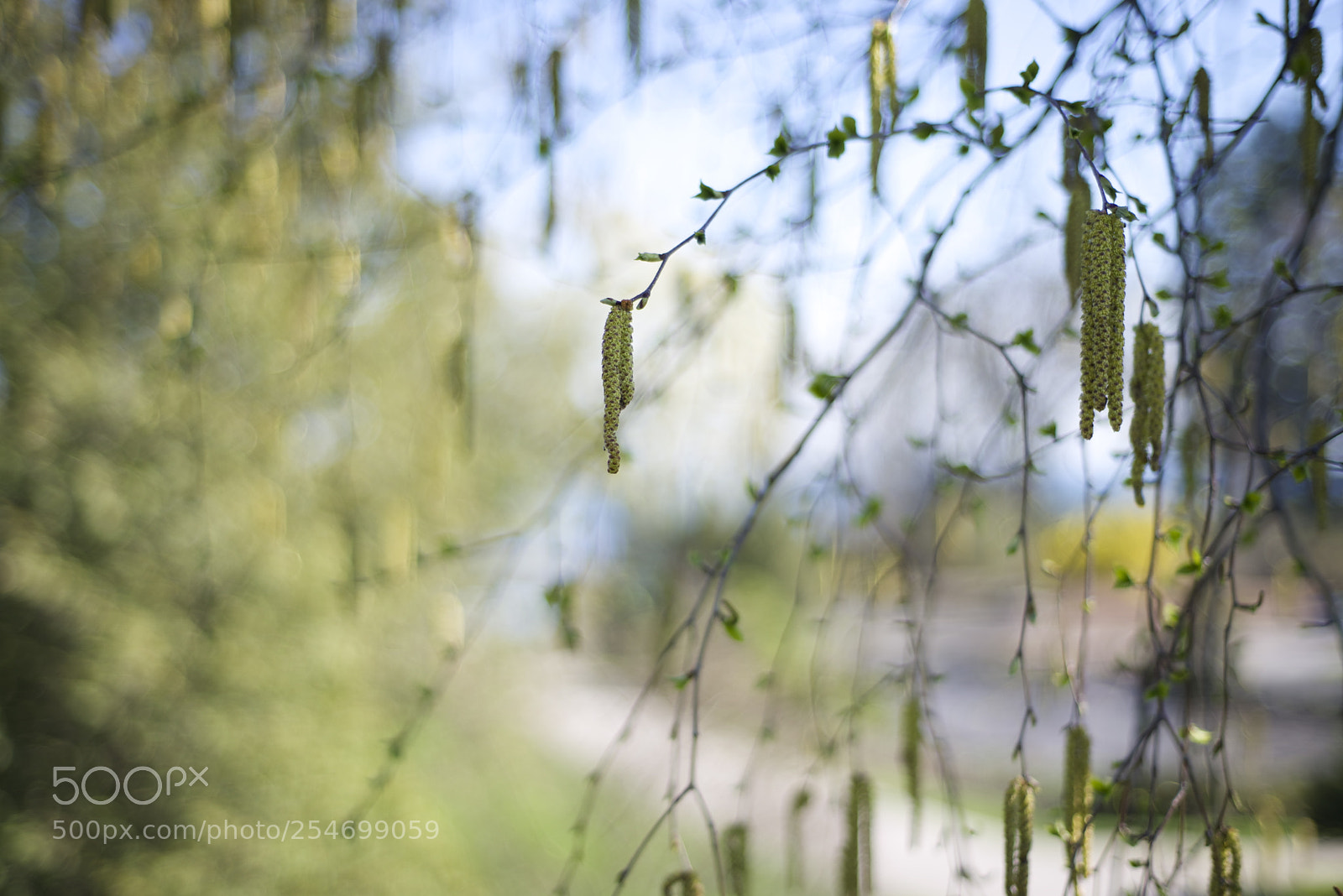 Nikon D600 sample photo. Spring photography