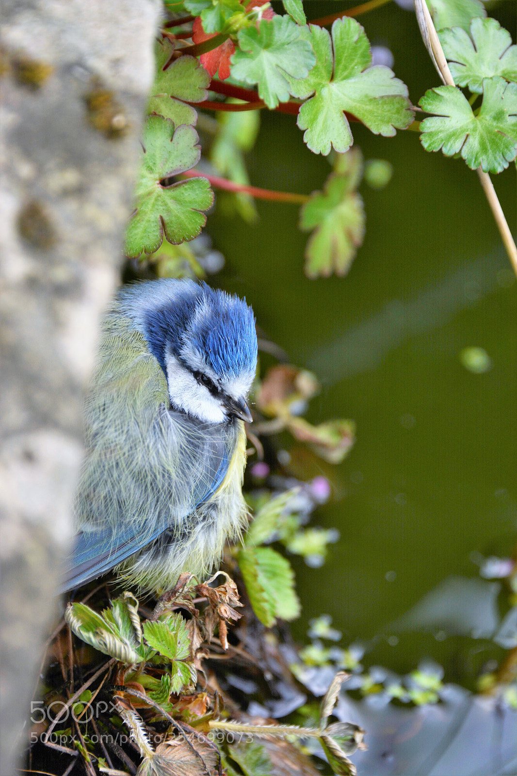 Nikon D7100 sample photo. Bletit photography