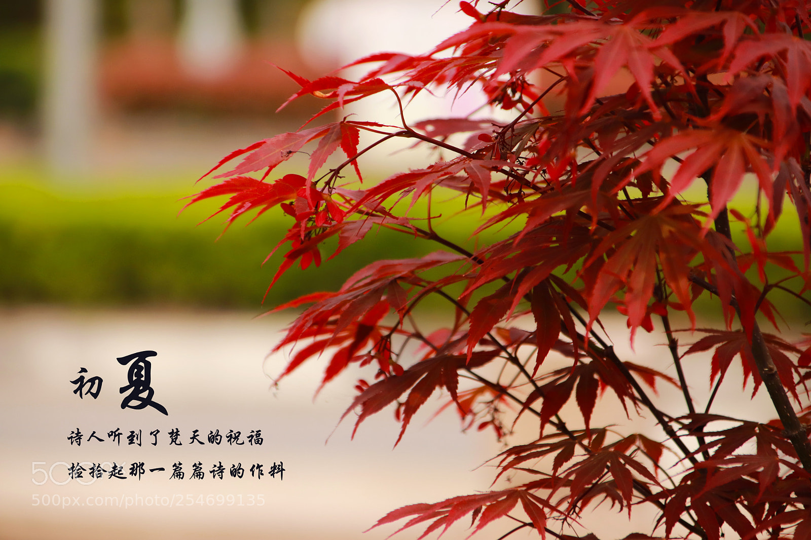 Canon EOS 77D (EOS 9000D / EOS 770D) sample photo. 初夏 photography