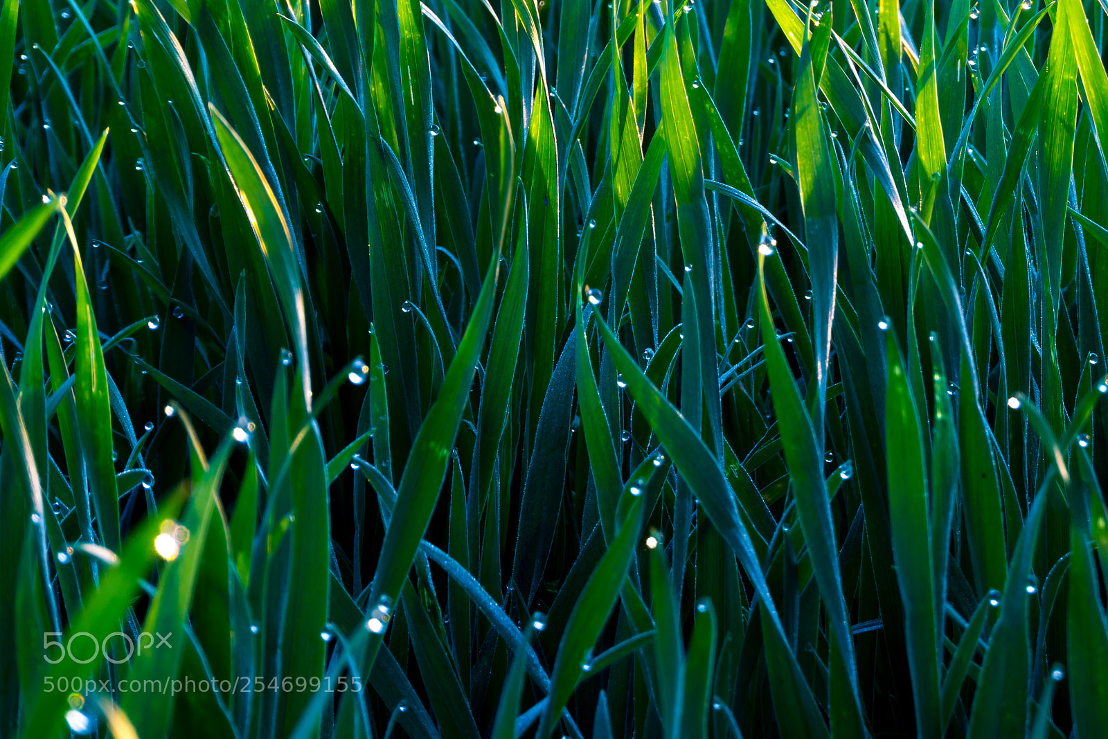 Sony a6000 sample photo. Fresh gras photography