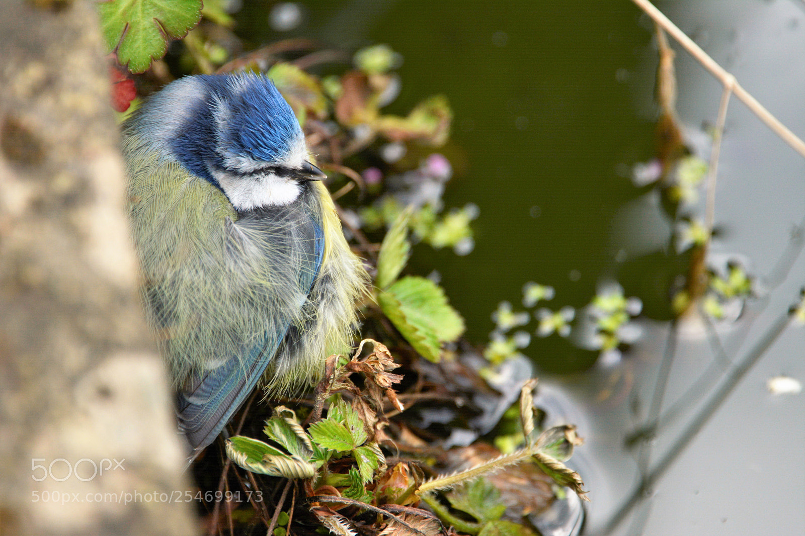 Nikon D7100 sample photo. Bluetit photography
