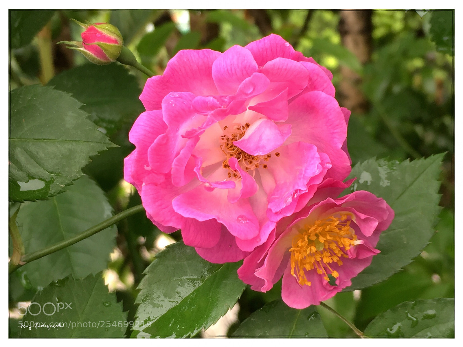 Apple iPhone SE sample photo. 月季花 photography