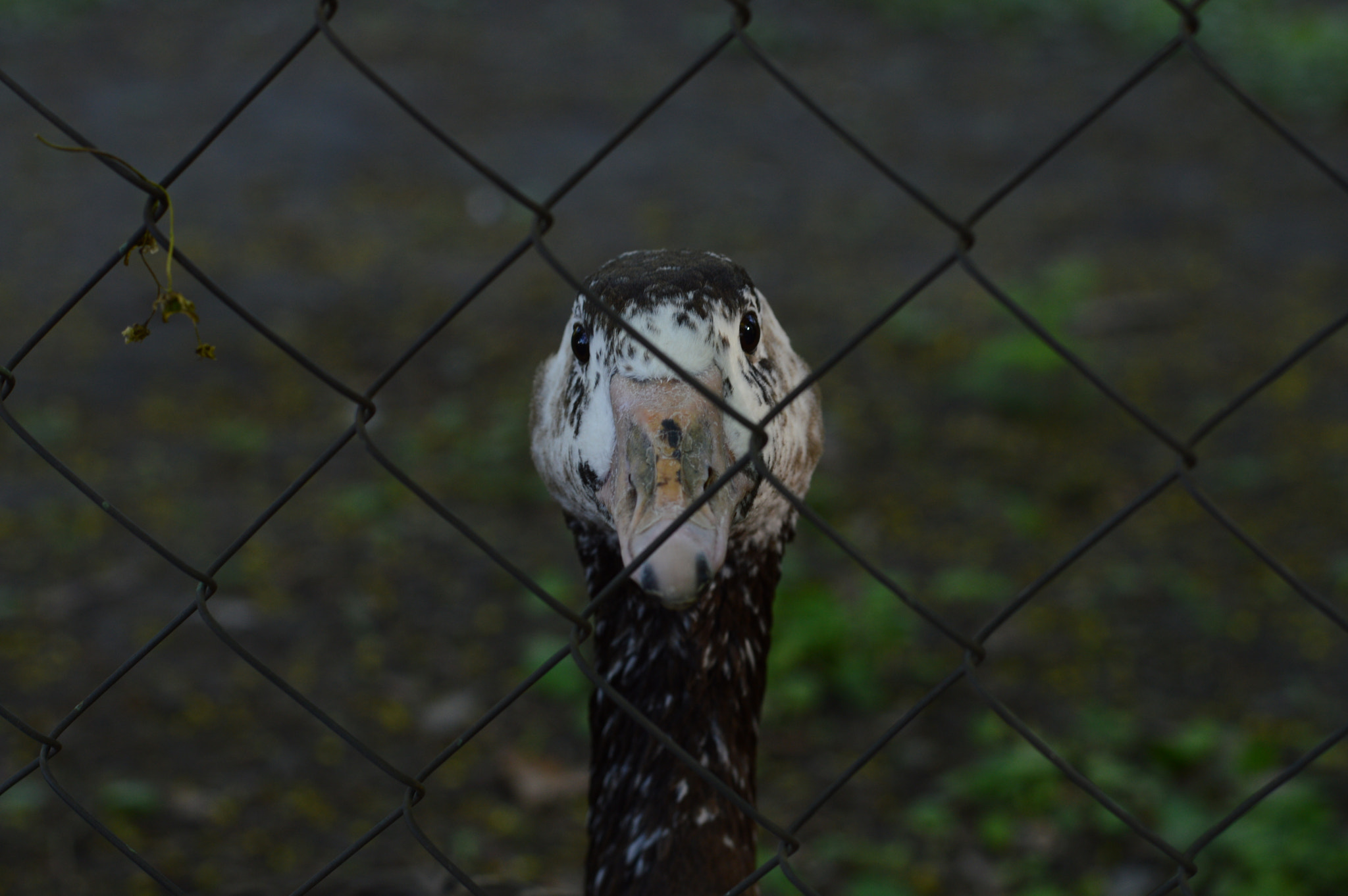 Nikon D3200 + Nikon AF-S Nikkor 50mm F1.8G sample photo. гусь photography