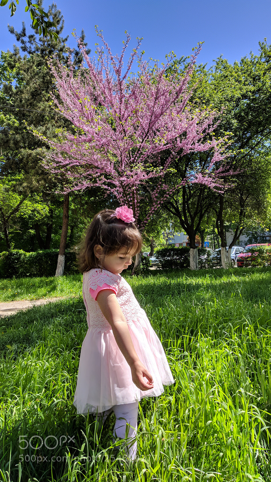 Xiaomi Mi A1 sample photo. Green, pink & blue photography