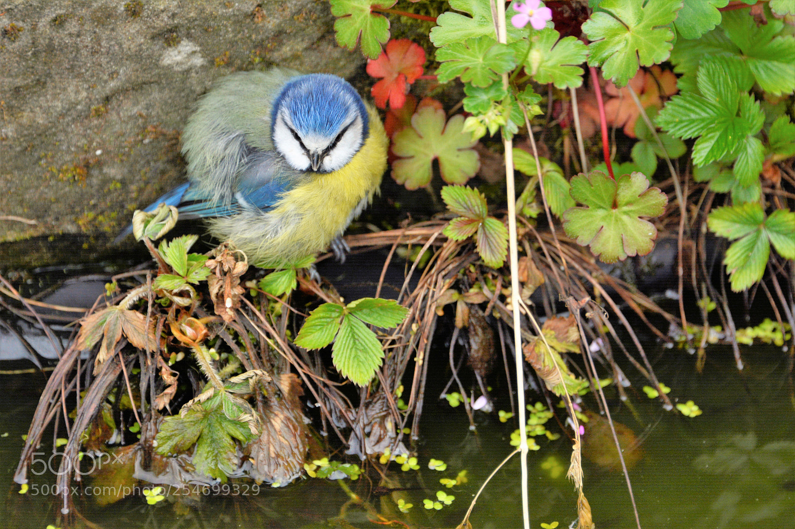Nikon D7100 sample photo. Bluetit photography