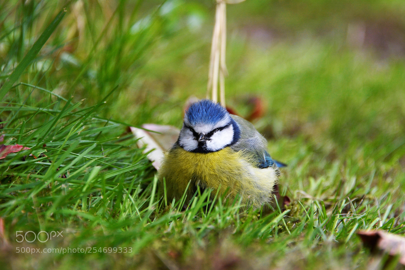 Nikon D7100 sample photo. Bluetit in the garden photography