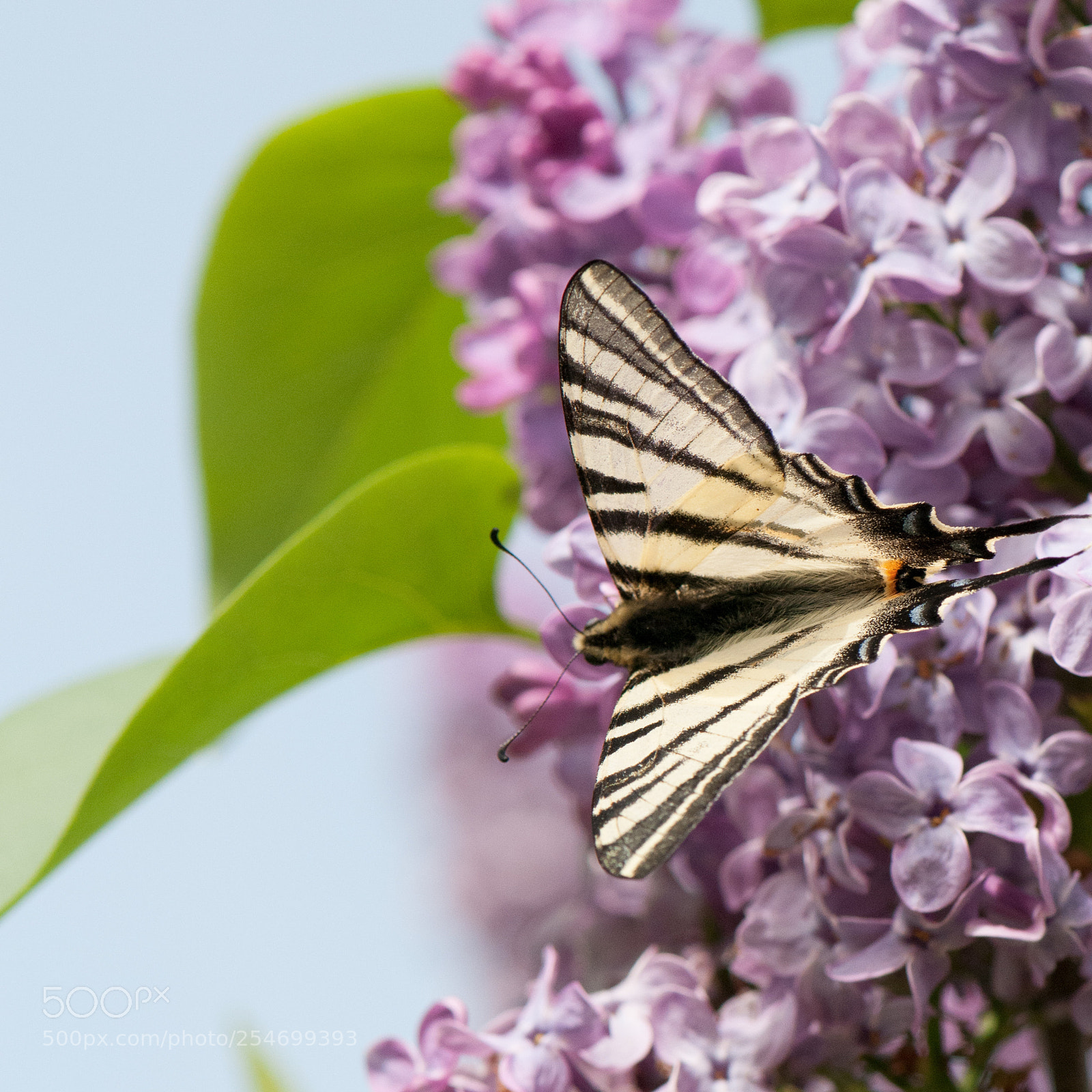 Nikon D300S sample photo. Papillon "le flambé" photography
