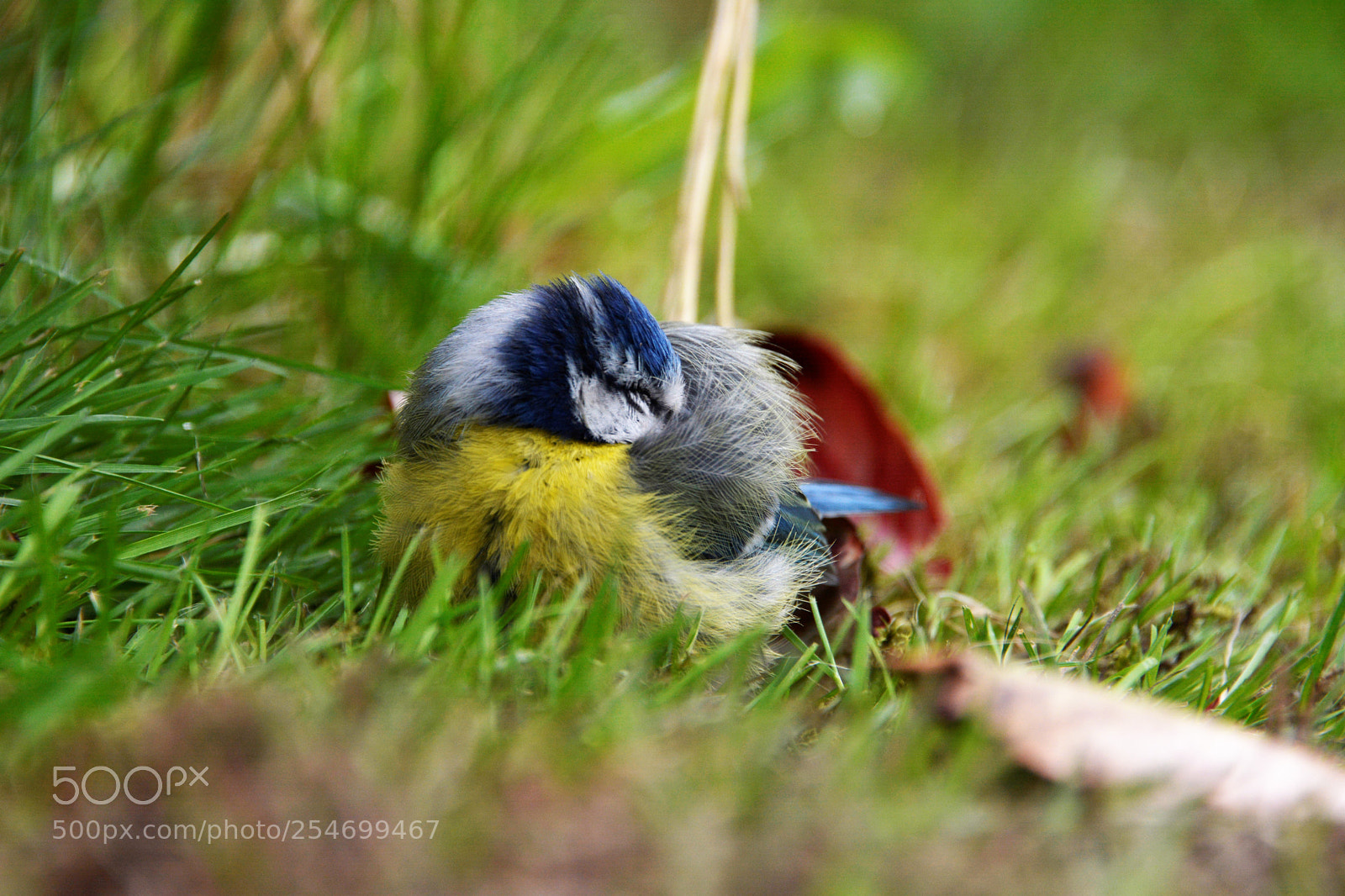 Nikon D7100 sample photo. Bluetit photography
