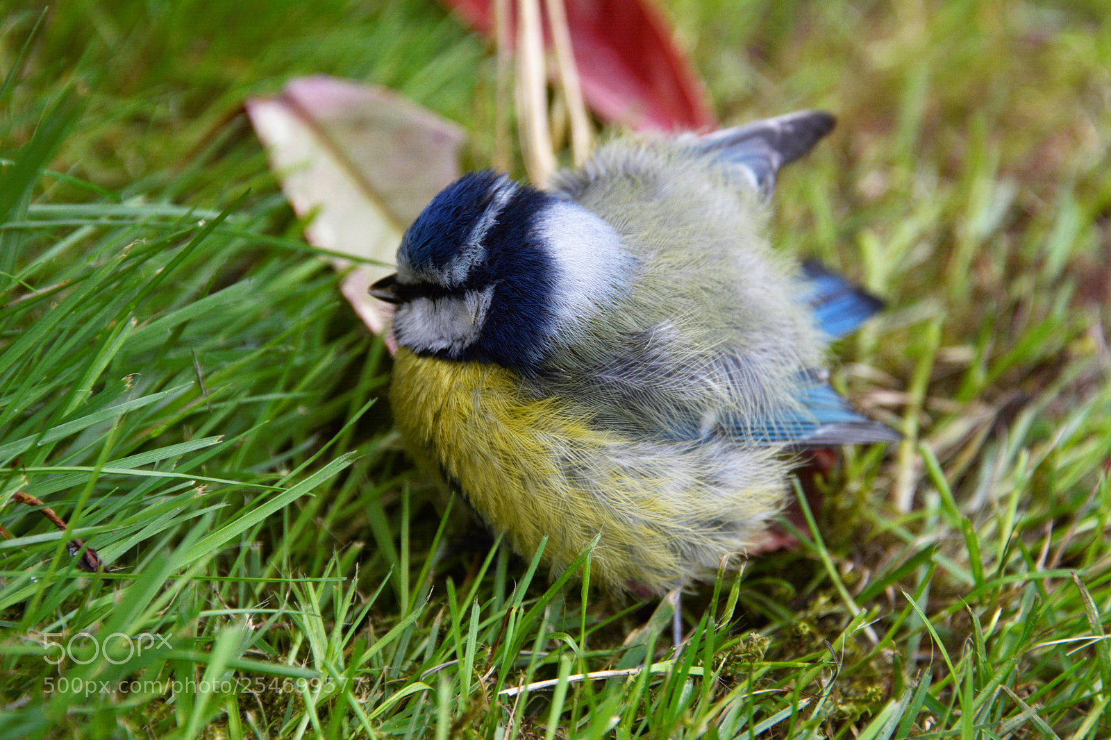 Nikon D7100 sample photo. Bluetit photography